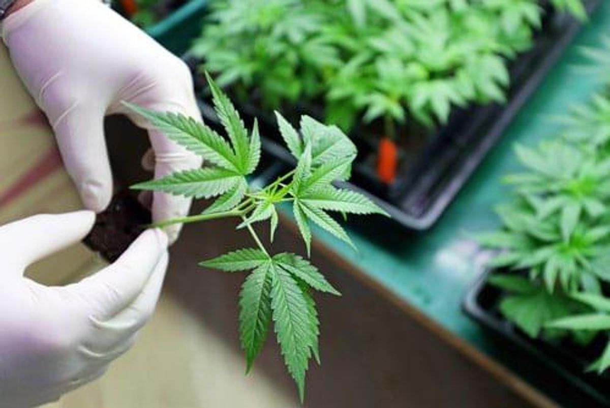 13th annual ld micro main event