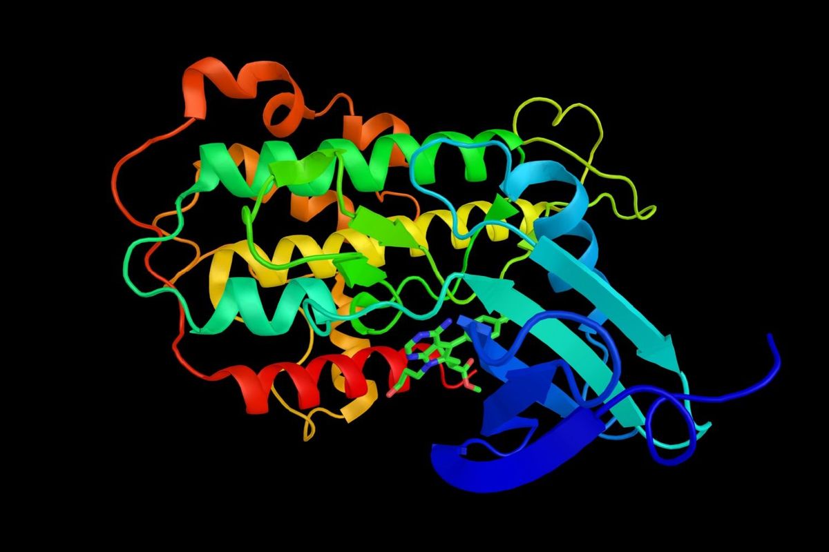 3D rendering of Ribosomal protein S6 kinase, 90kDa, polypeptide 3, an enzyme implicated in controlling cell growth and differentiation.