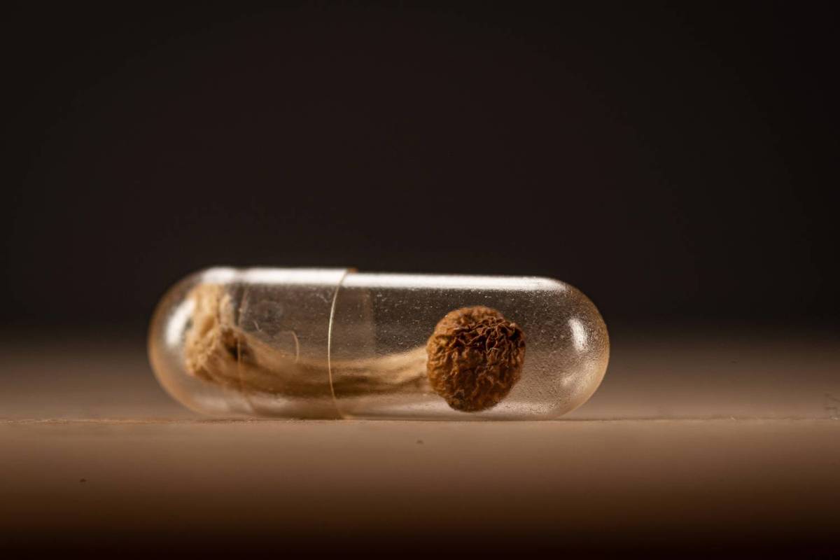A transparent capsule containing a dried mushroom lies on a flat surface against a dark background.