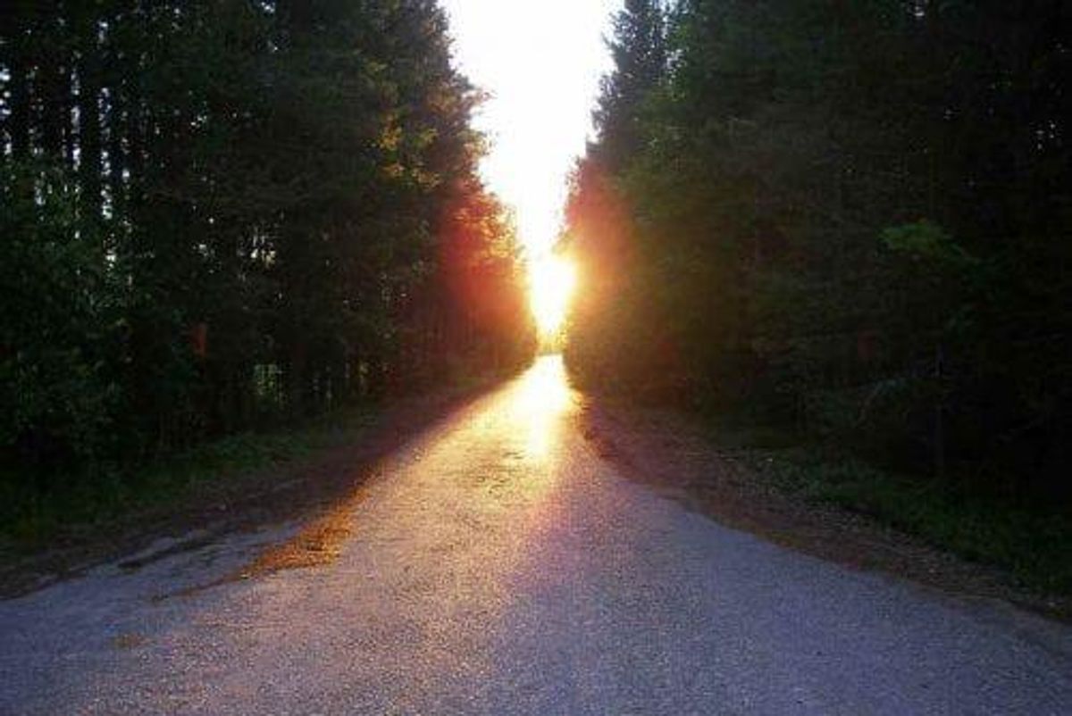 a treed road with a sunrise at the end of it