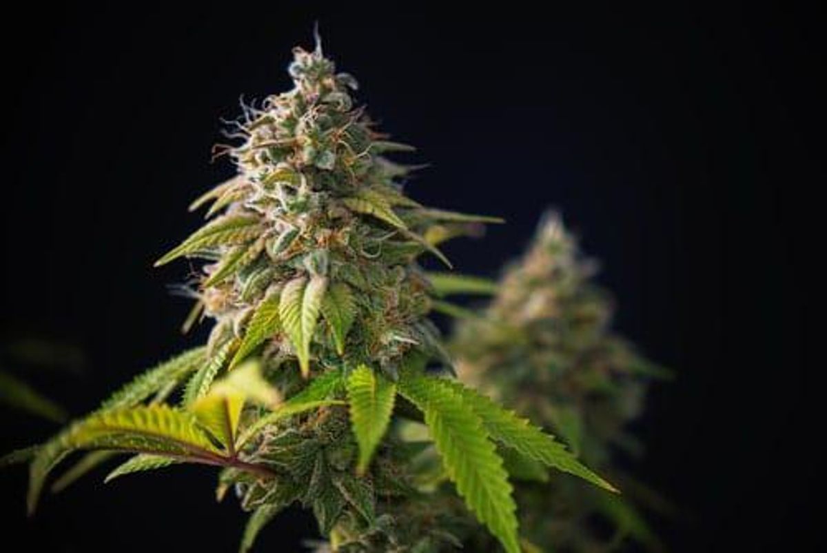 advisorshares pure us cannabis etf