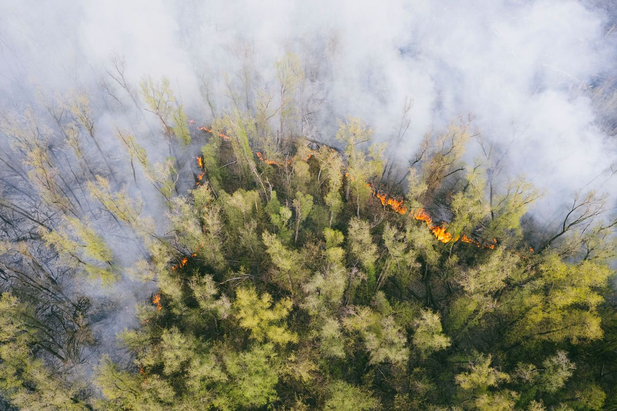 Aerial view of a forest fire with smoke and visible flames amid green trees.