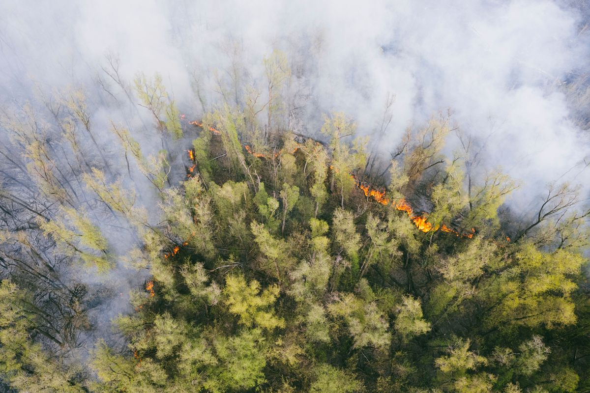 Aerial view of a forest fire with smoke and visible flames amid green trees.