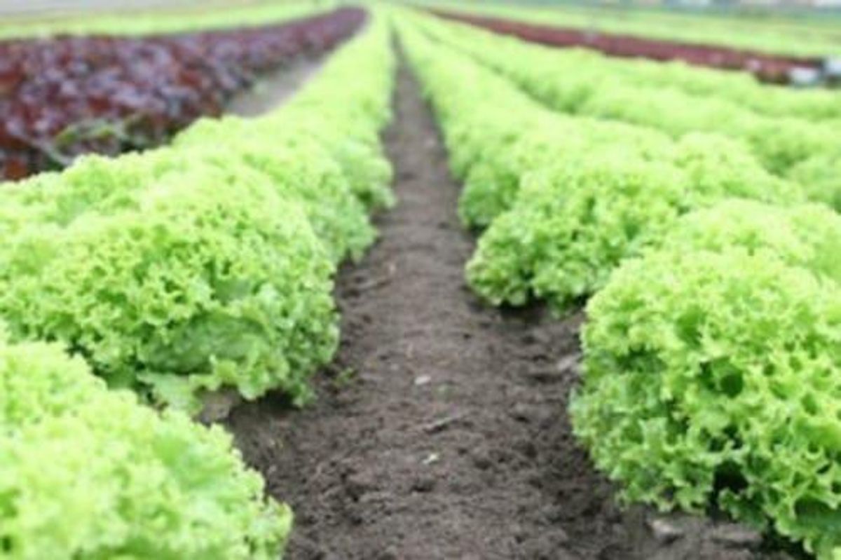 agricultural investing
