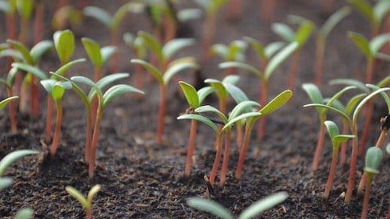 ASX:NCM