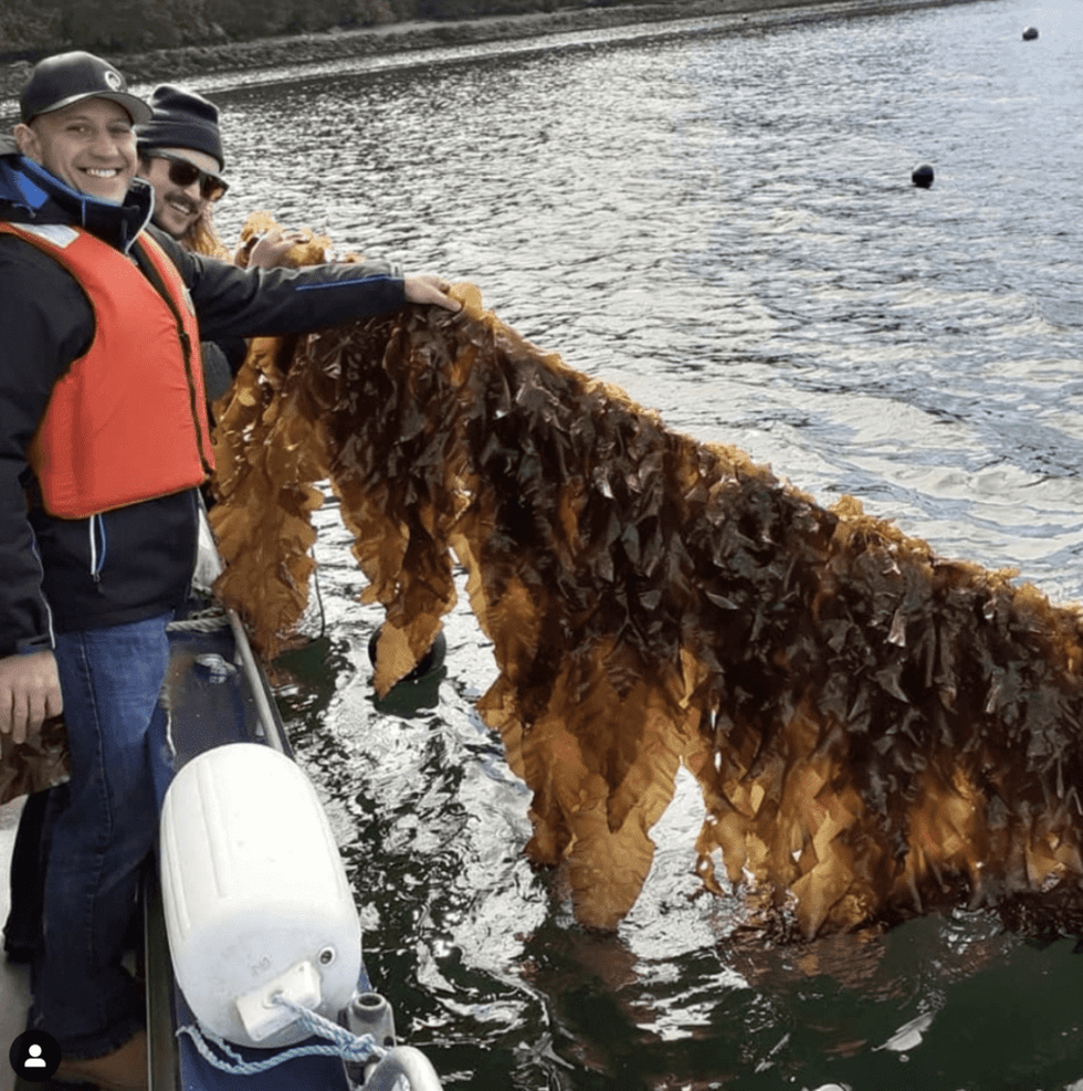 Billy Goat Cascadia Seaweed