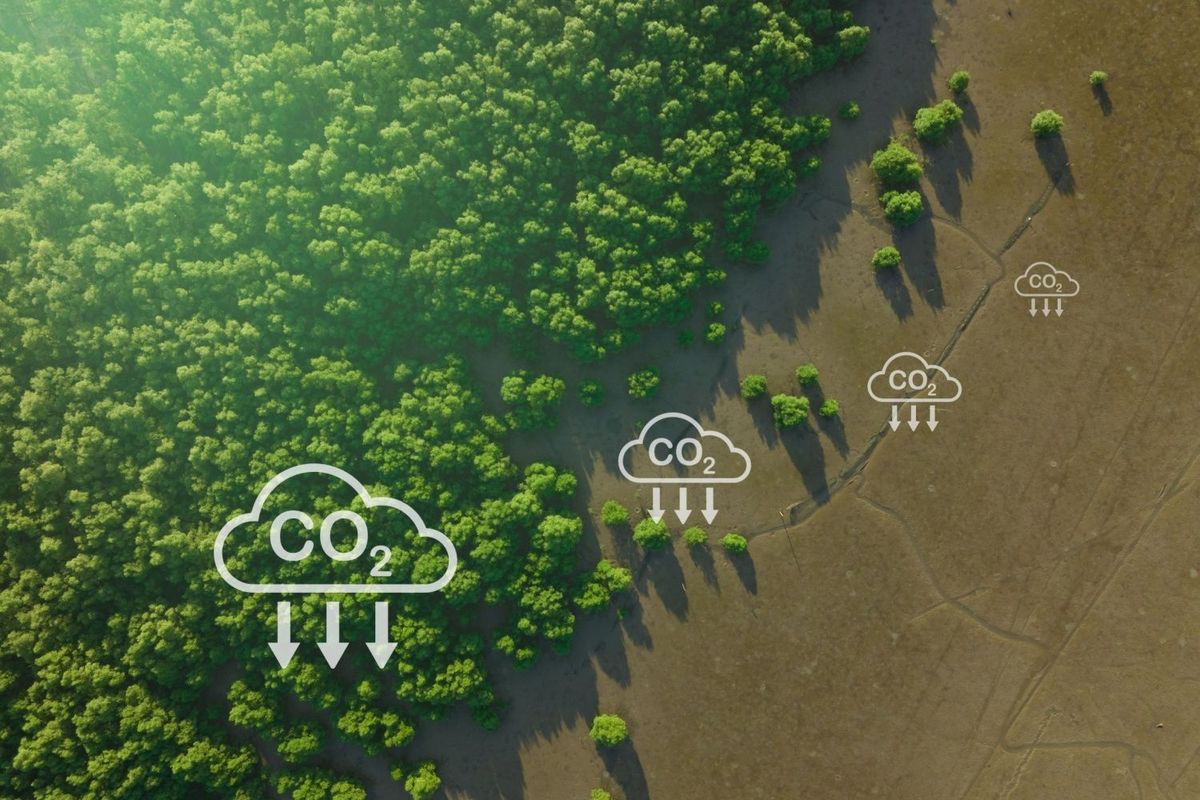 Bird's eye view of forest with illustrations of clouds reading CO2 above it.