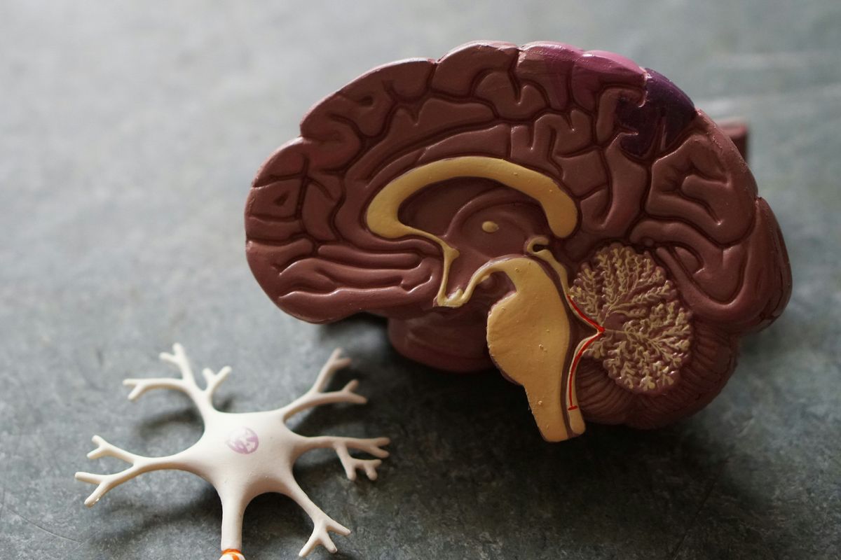 Brain model and neuron replica on a gray surface.
