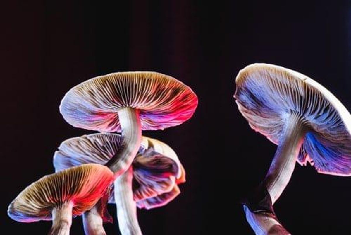 brightly lit psychedelic mushrooms