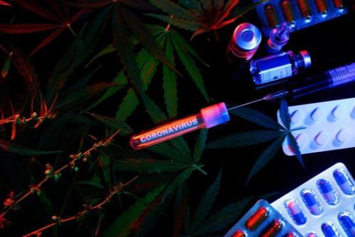 canadian marijuana index