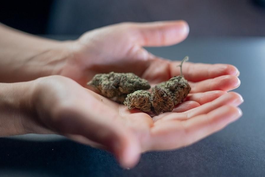 cannabis bud in pair of hands