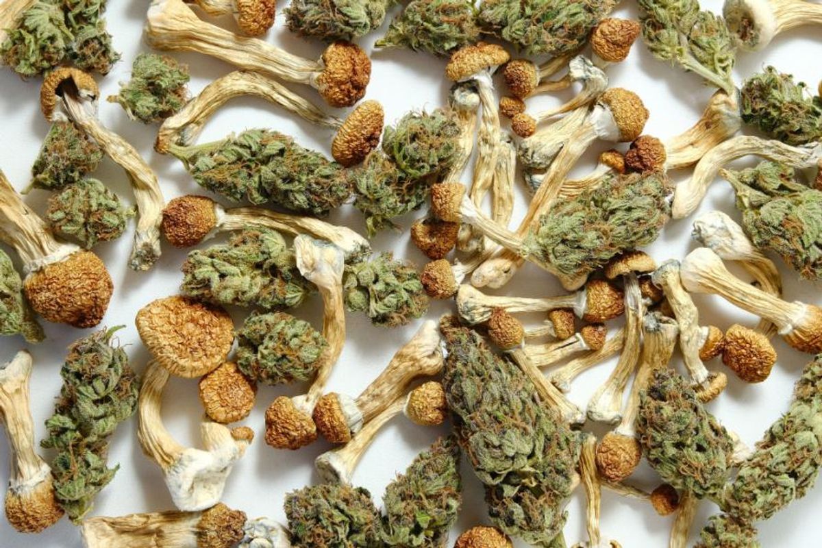 cannabis buds and psychedelic mushrooms