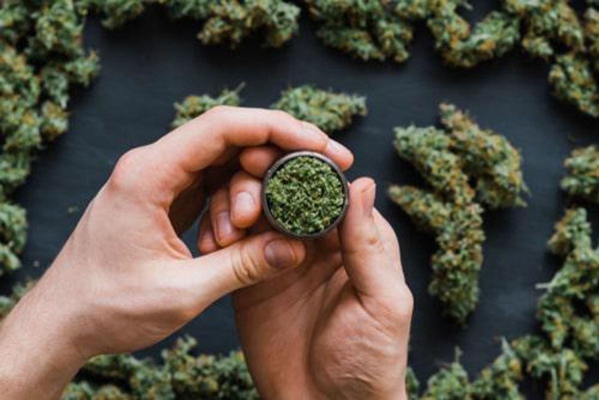 cannabis grinder full with plant