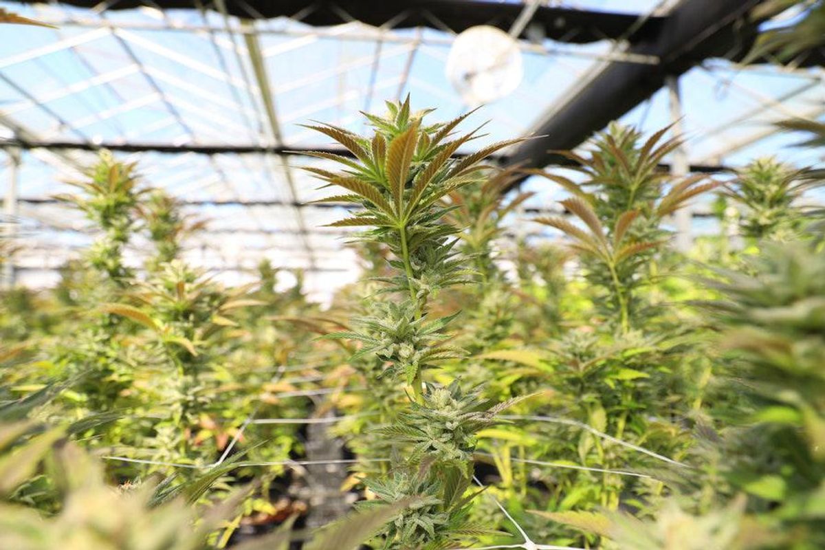 cannabis growing in greenhouse