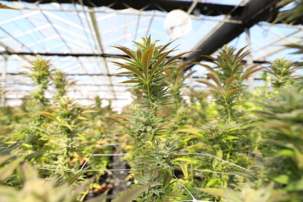 cannabis growing in greenhouse