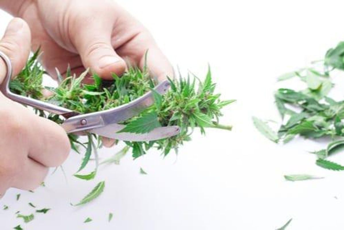 Cannabis Investing
