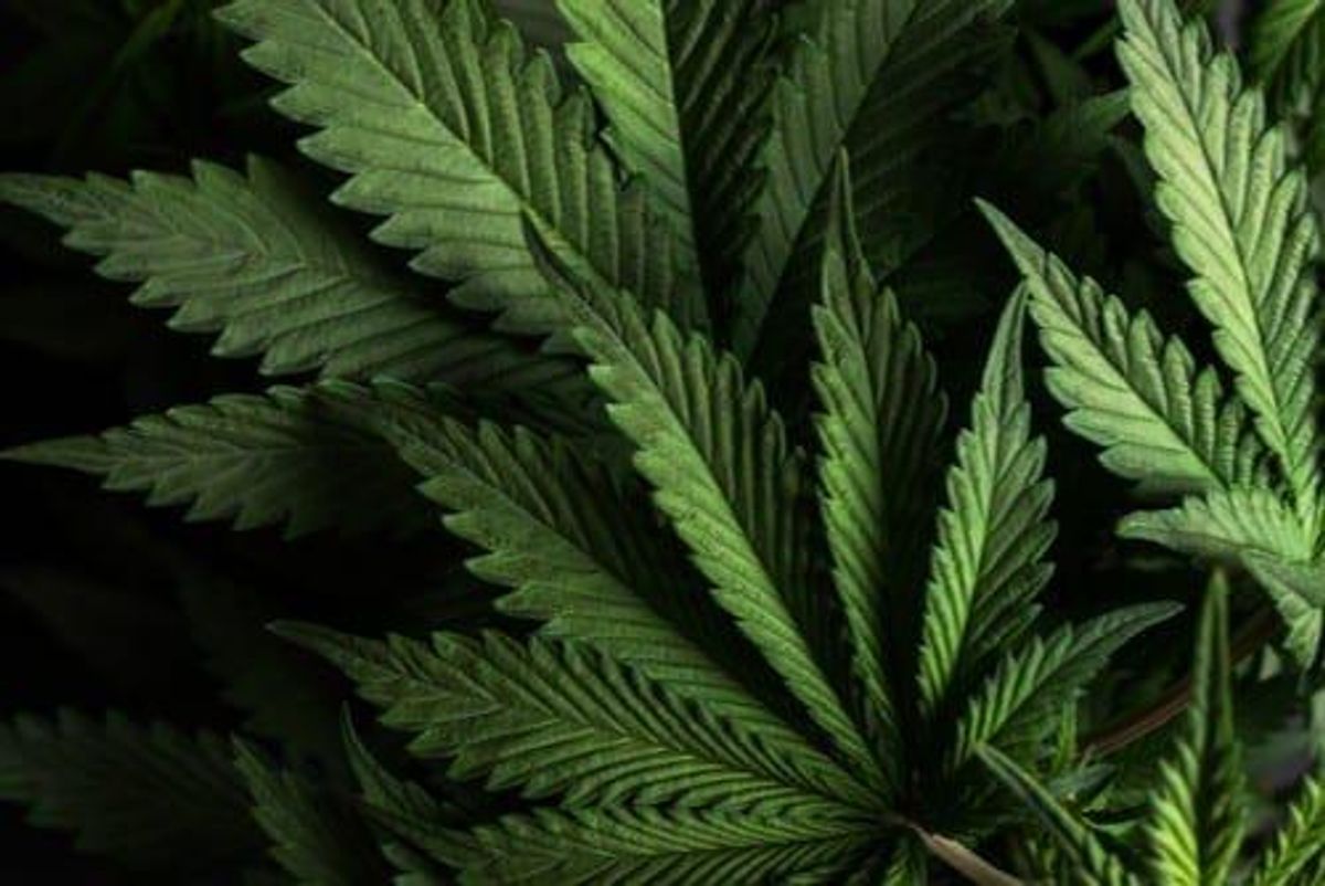 Cannabis Investing