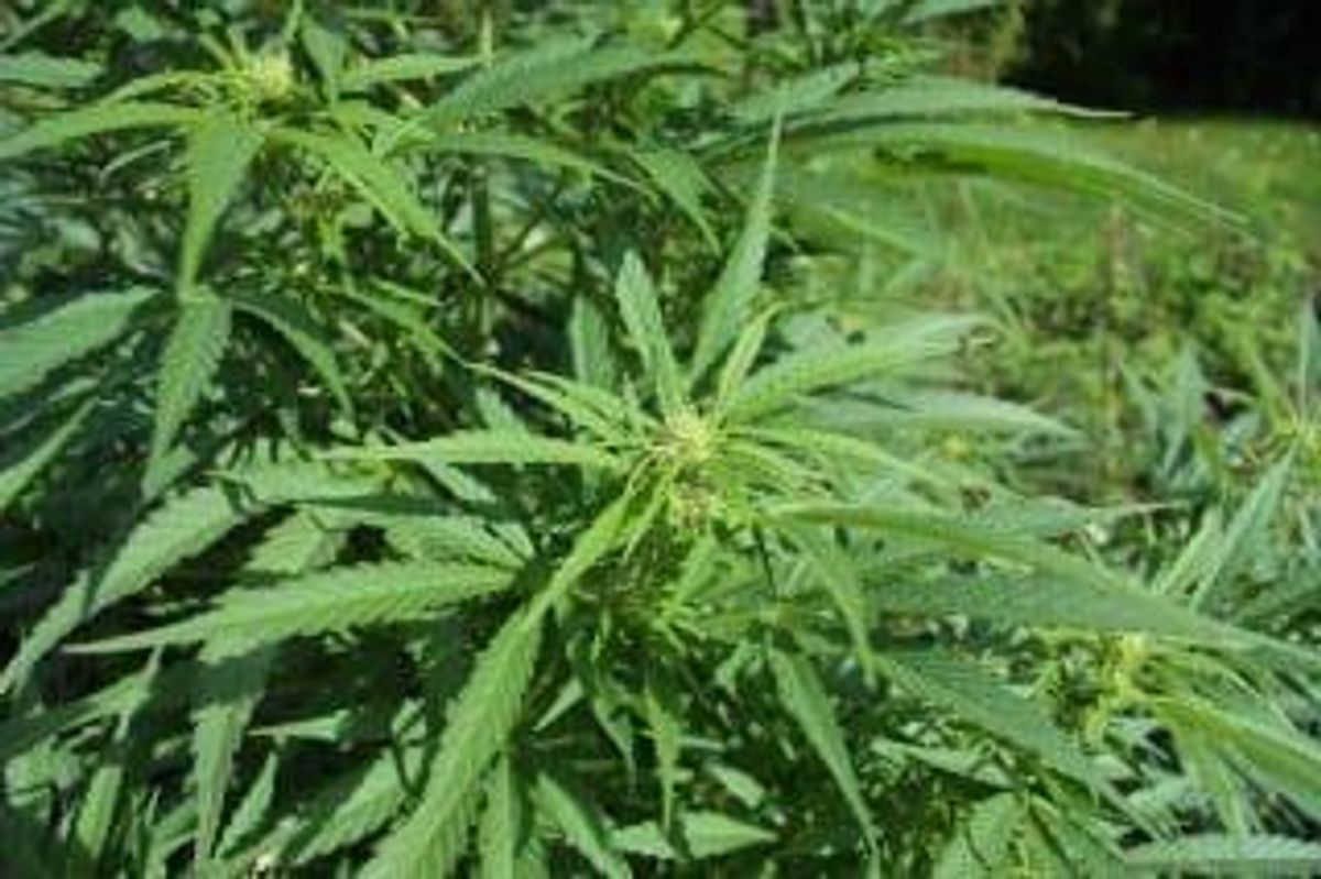 Cannabis Investing