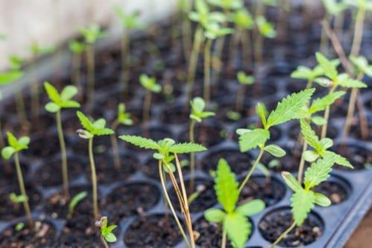Cannabis Investing