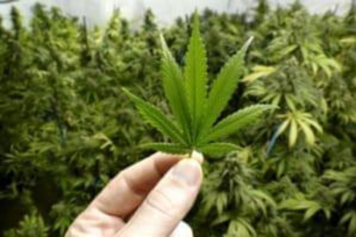 Cannabis Investing