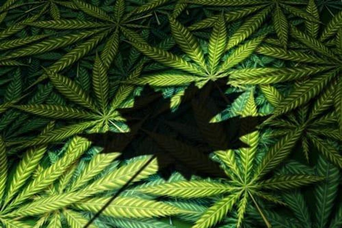 Cannabis Investing