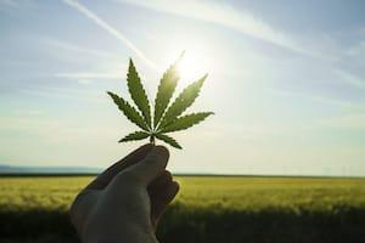 Cannabis Investing