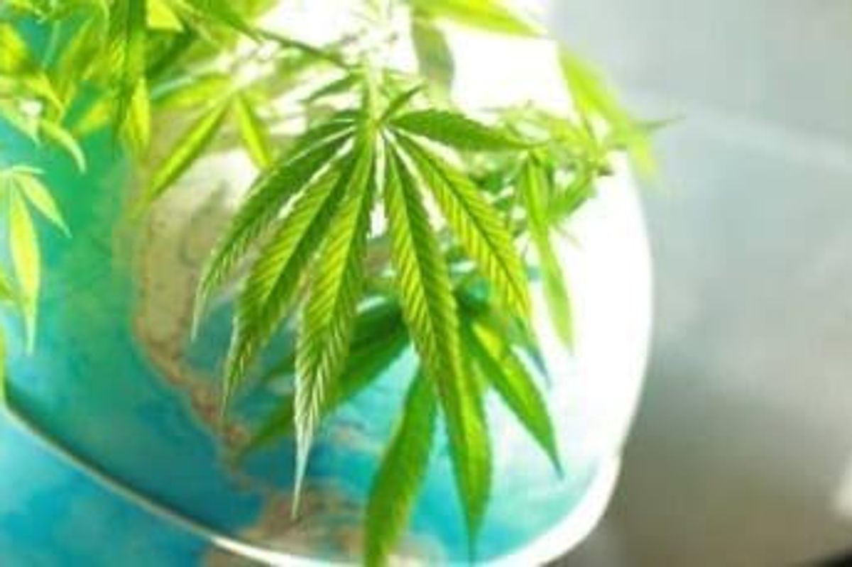 Cannabis Investing
