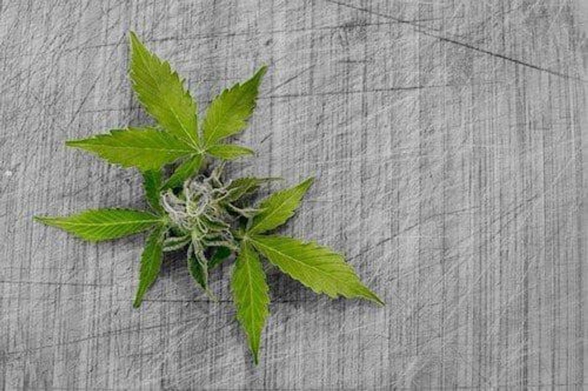 Cannabis Investing