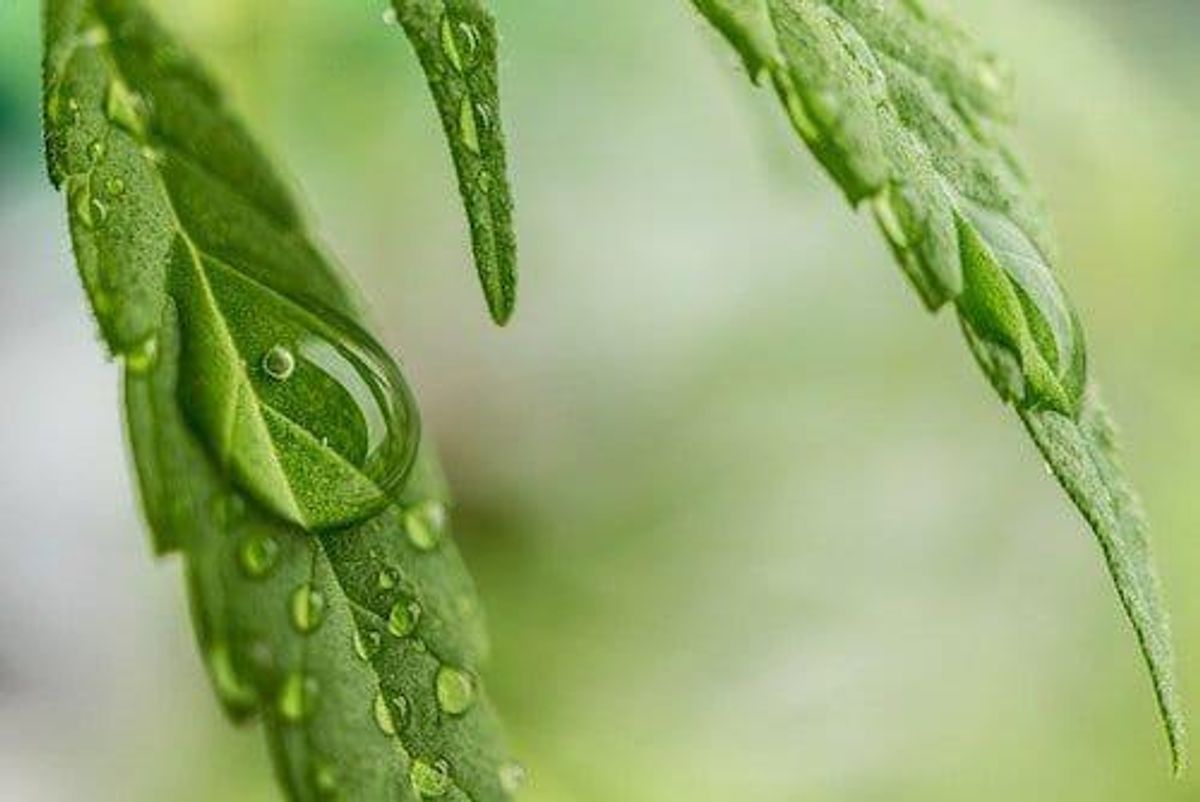 Cannabis Investing