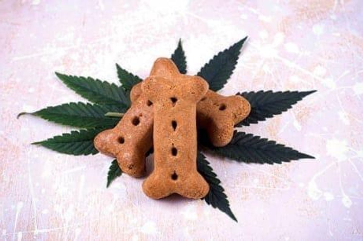 Cannabis Investing