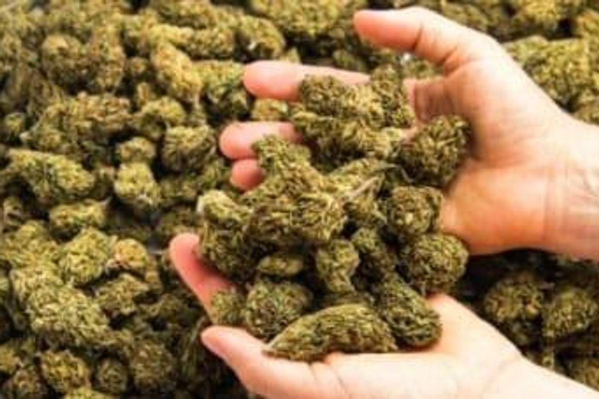 Cannabis Investing