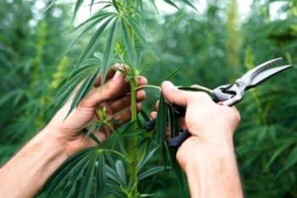 Cannabis Investing