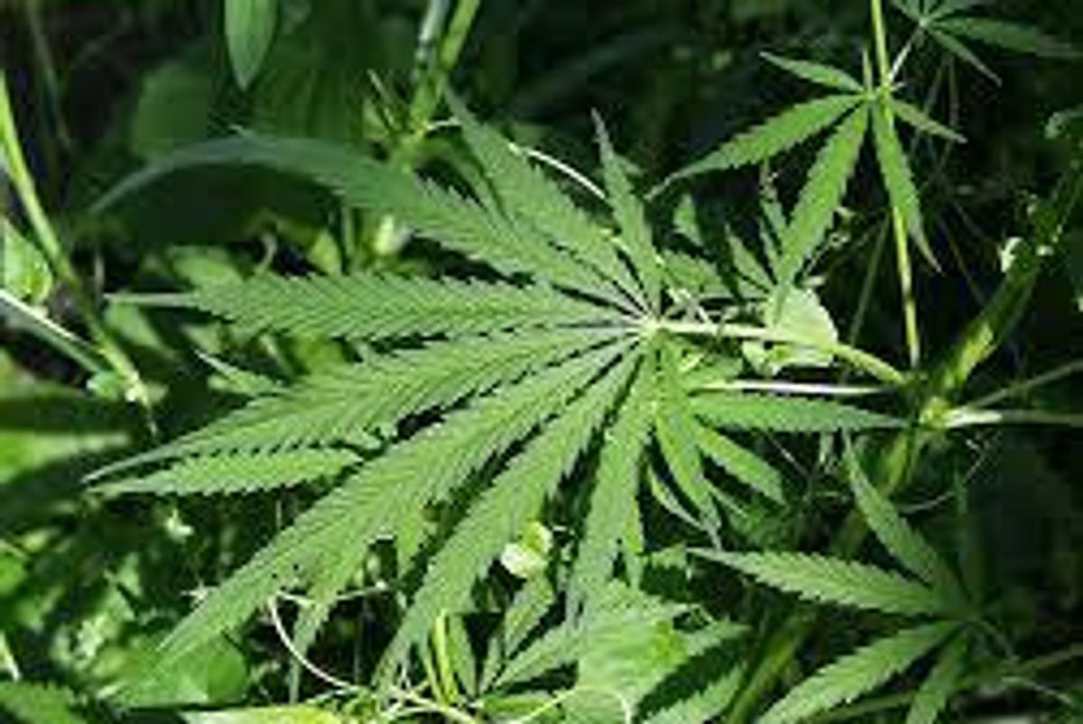 Cannabis Investing