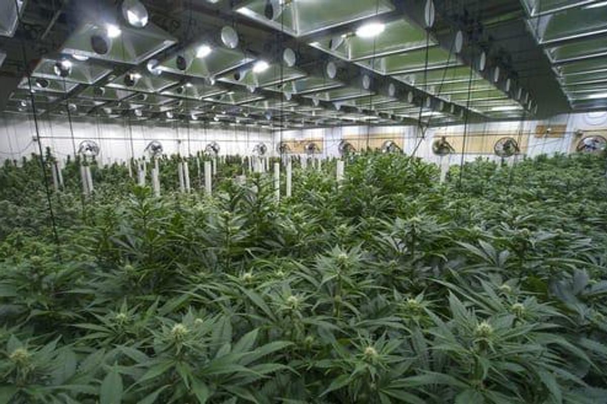Cannabis Investing