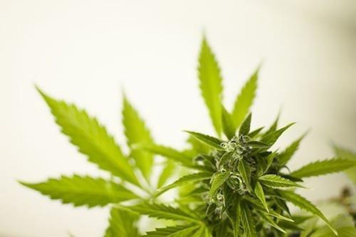 Cannabis Investing