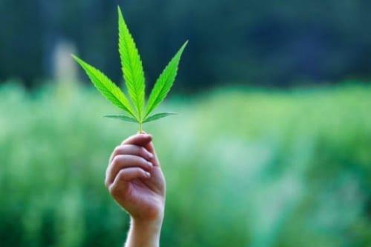 Cannabis Investing