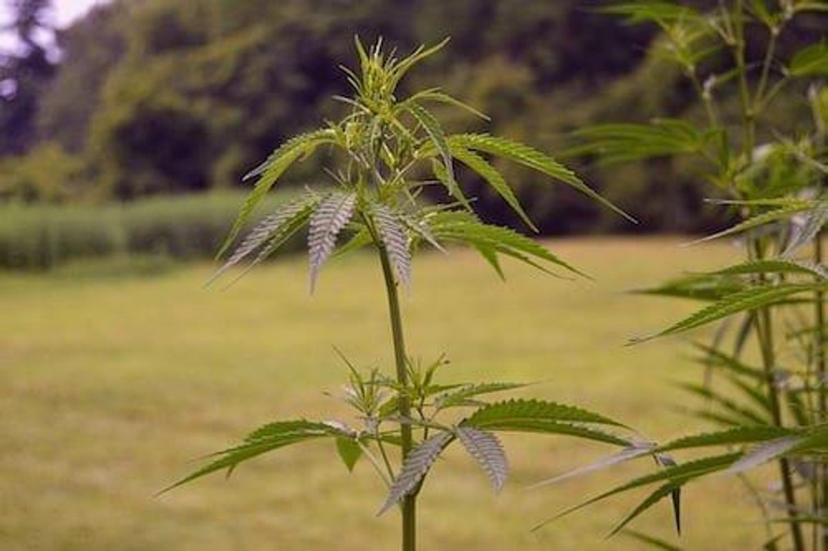 Cannabis Investing