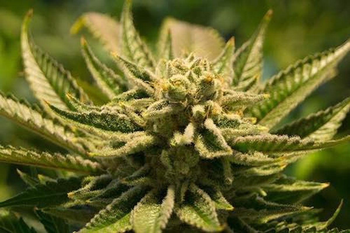 Cannabis Investing