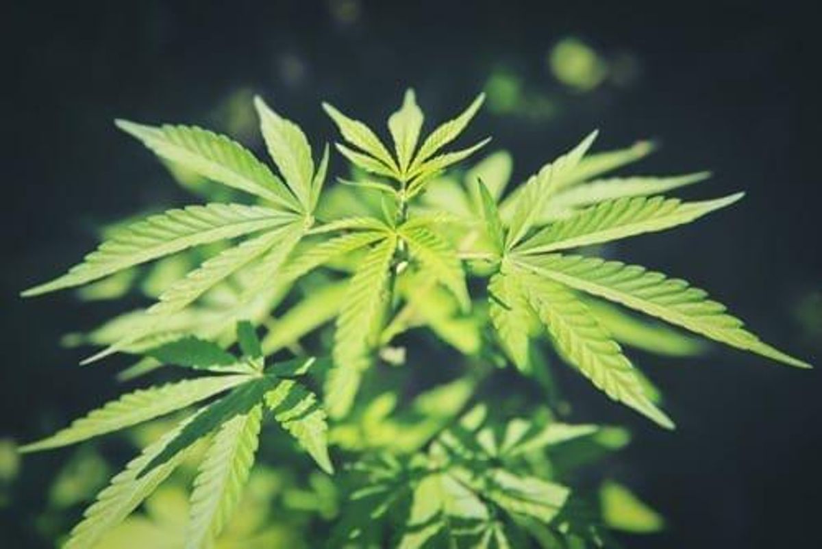 Cannabis Investing