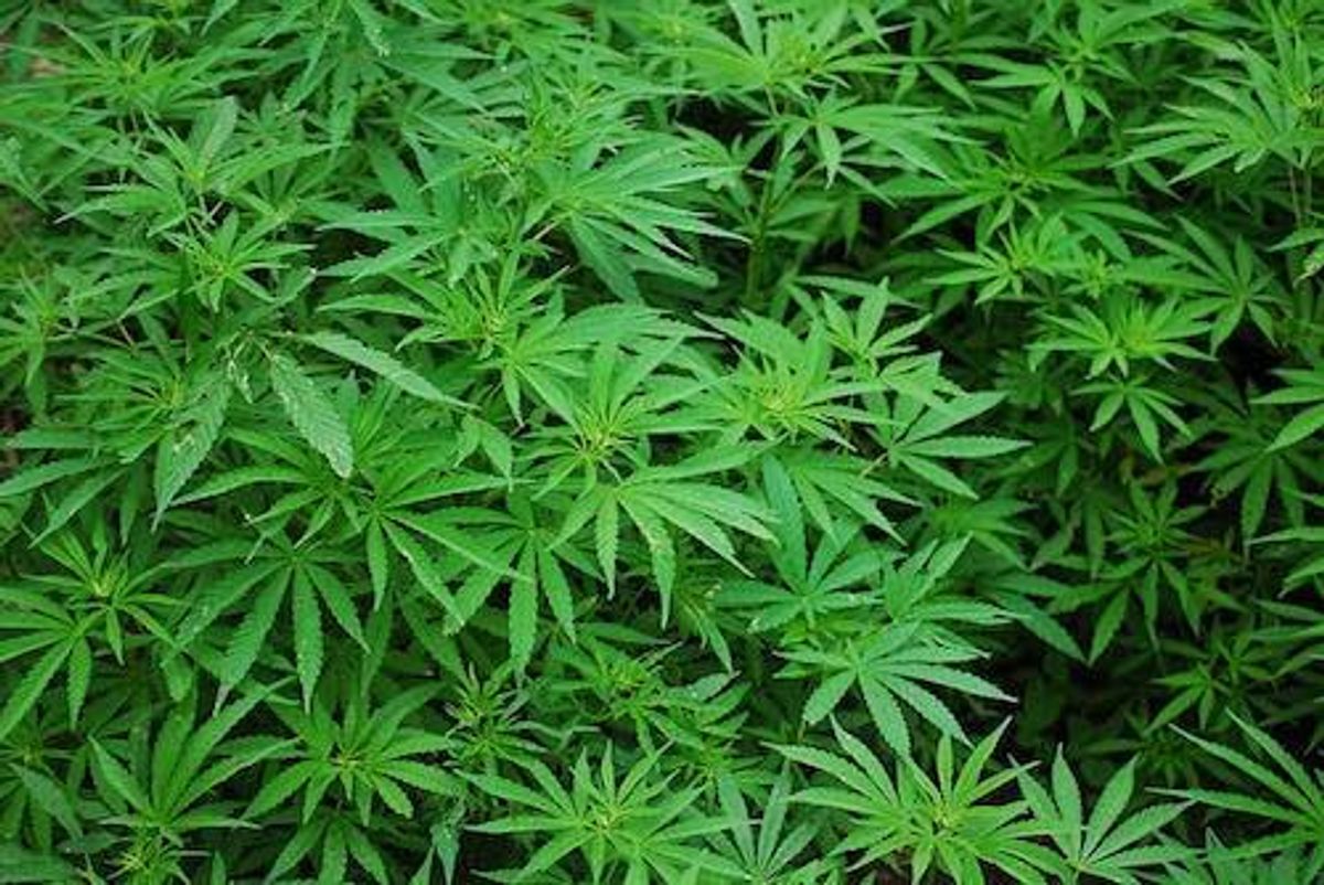 Cannabis Investing