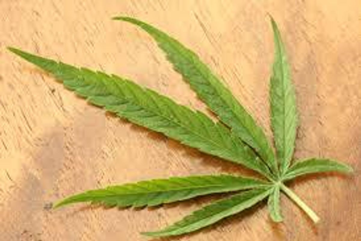 Cannabis Investing