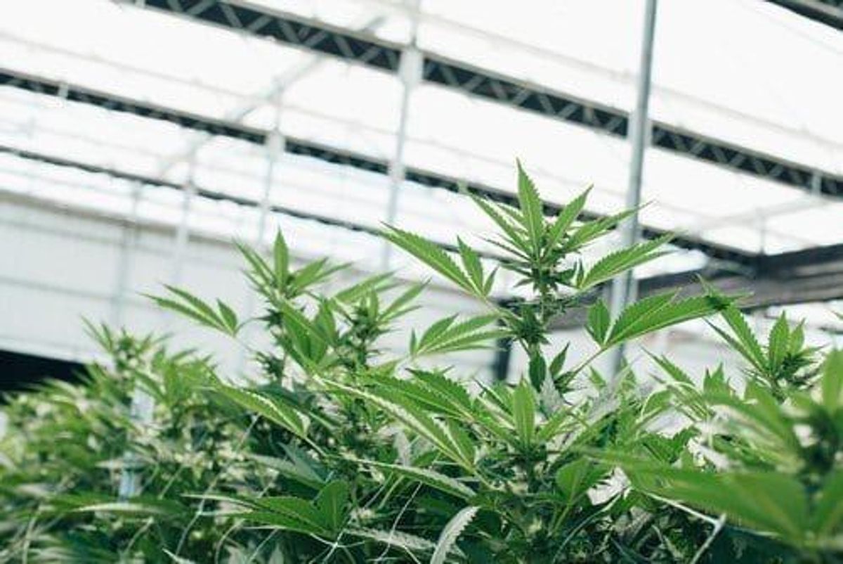 Cannabis Investing