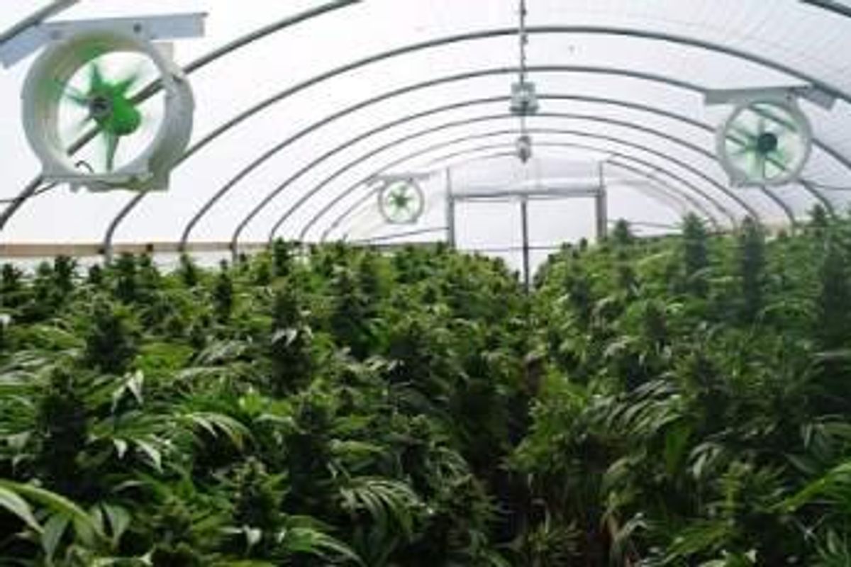 Cannabis Investing