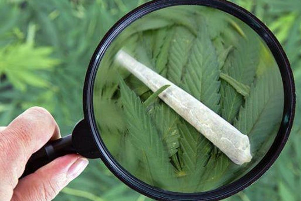 Cannabis Investing