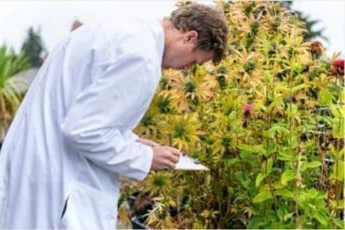 Cannabis Investing