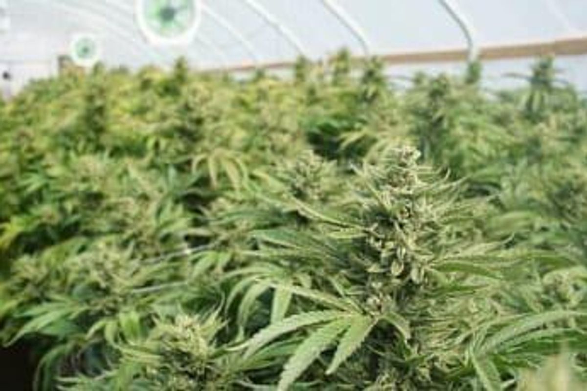 Cannabis Investing