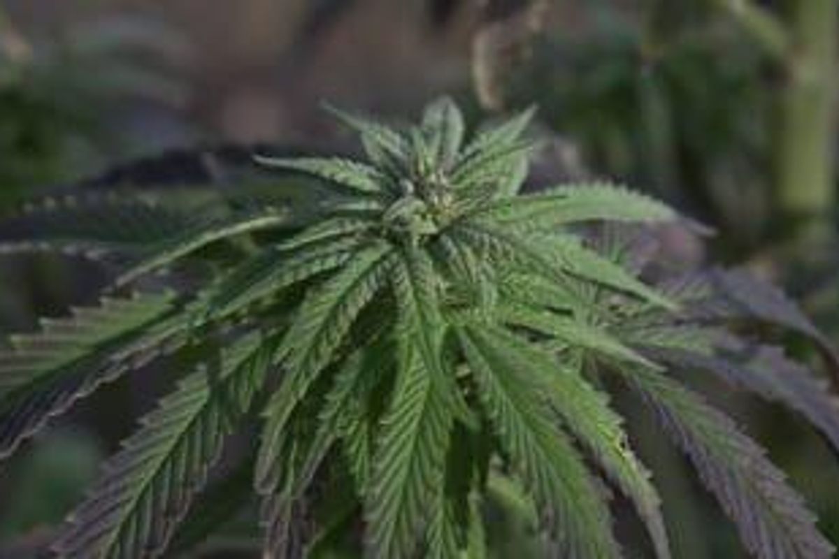 Cannabis Investing