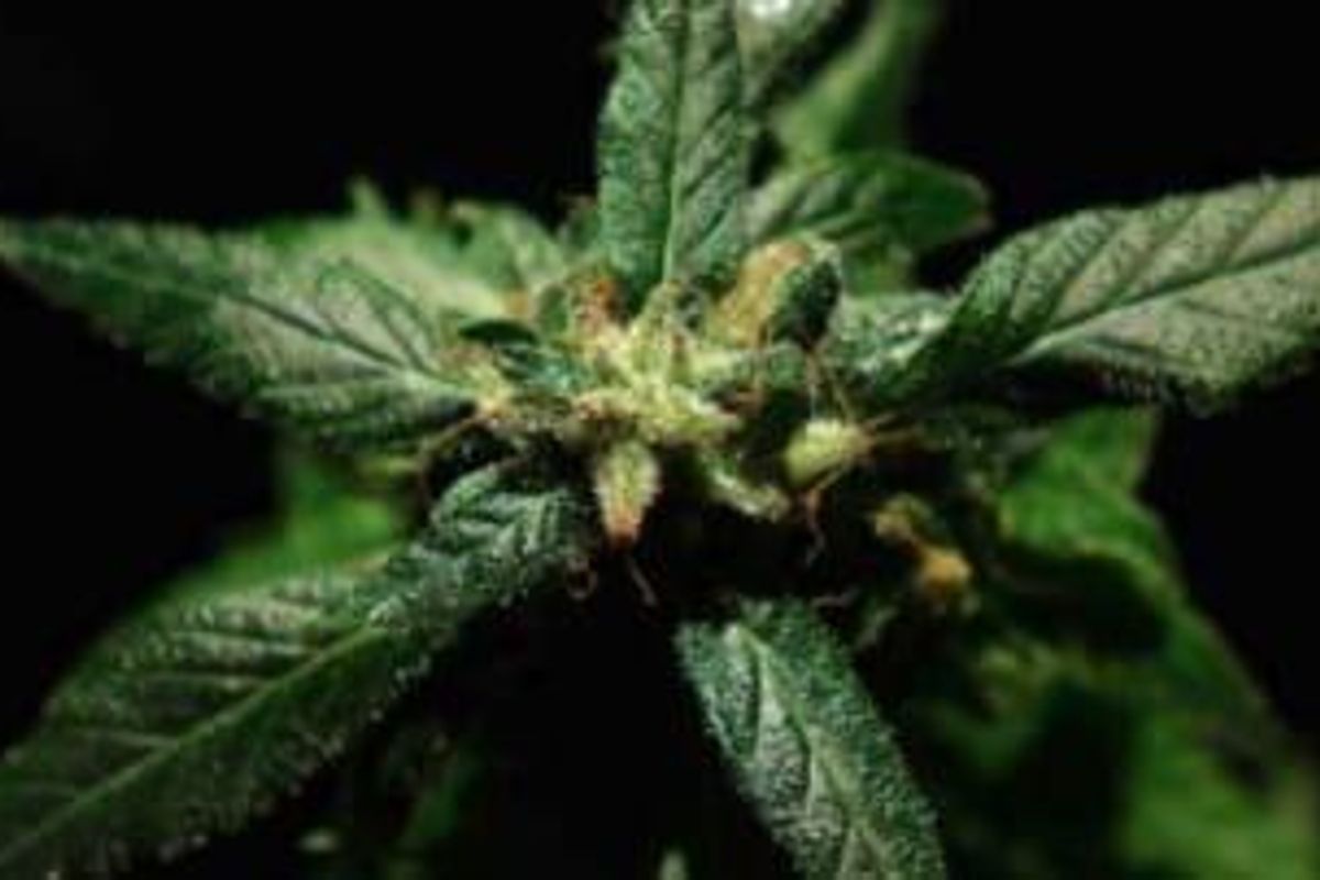 Cannabis Investing