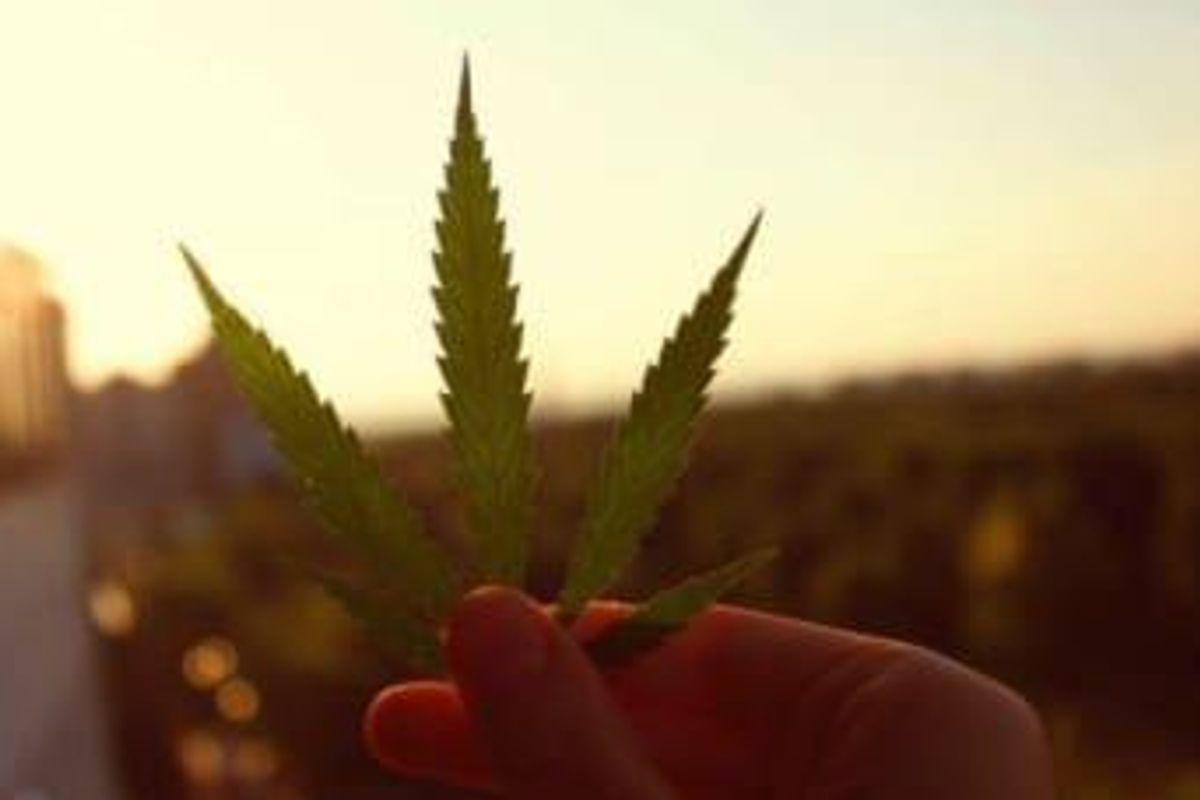 Cannabis Investing