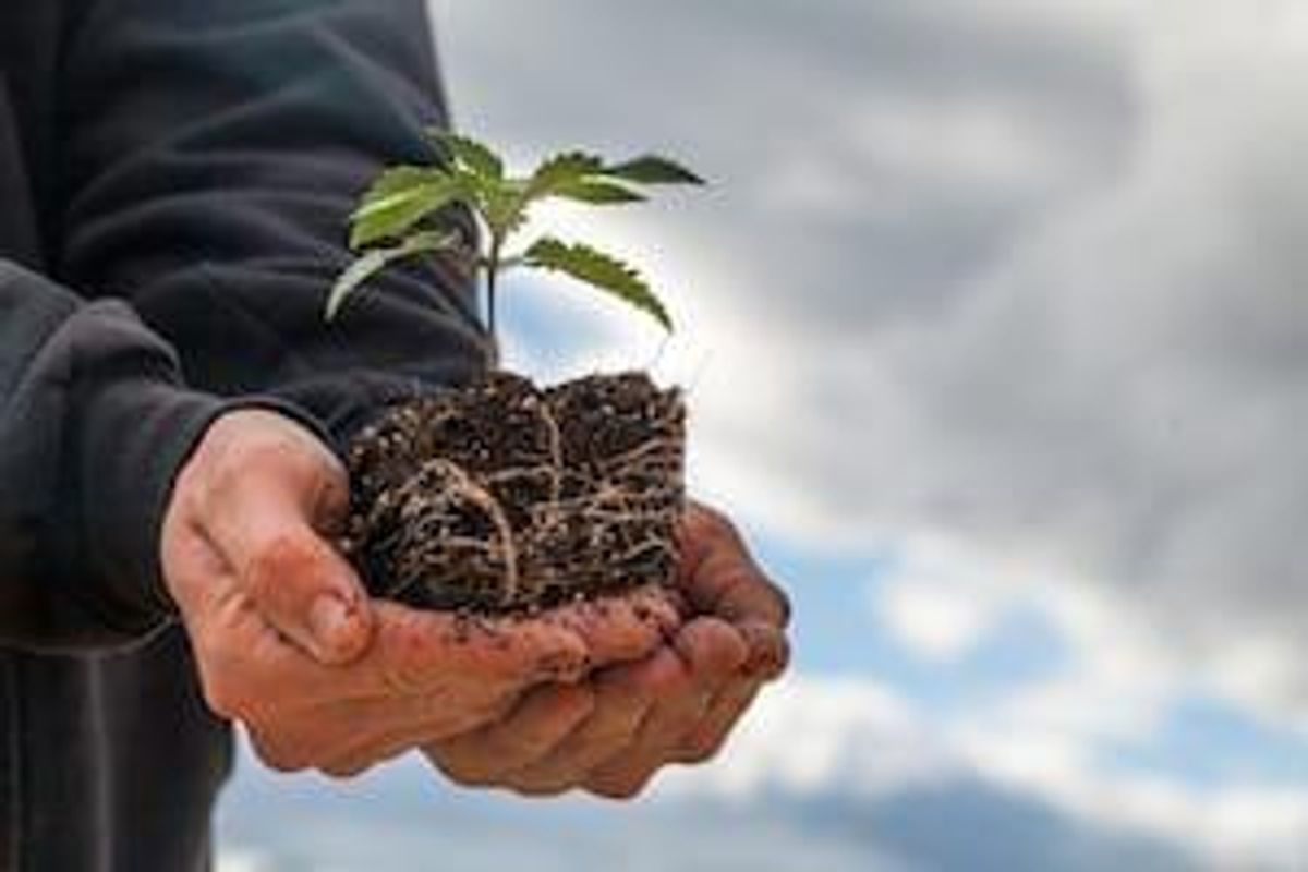 Cannabis Investing